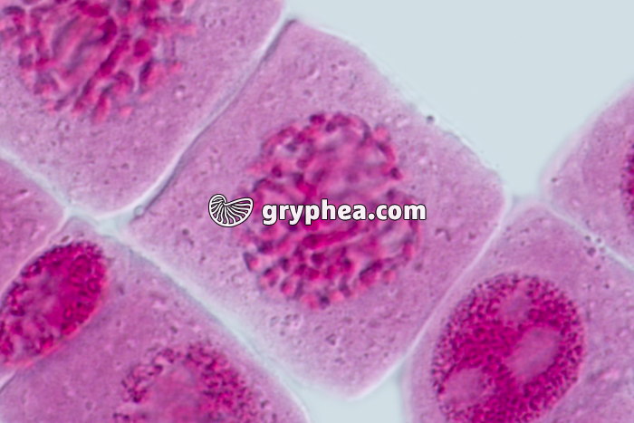 Mitose racine d'Ail FIN TELEOPHASE x640 - gryphea.com